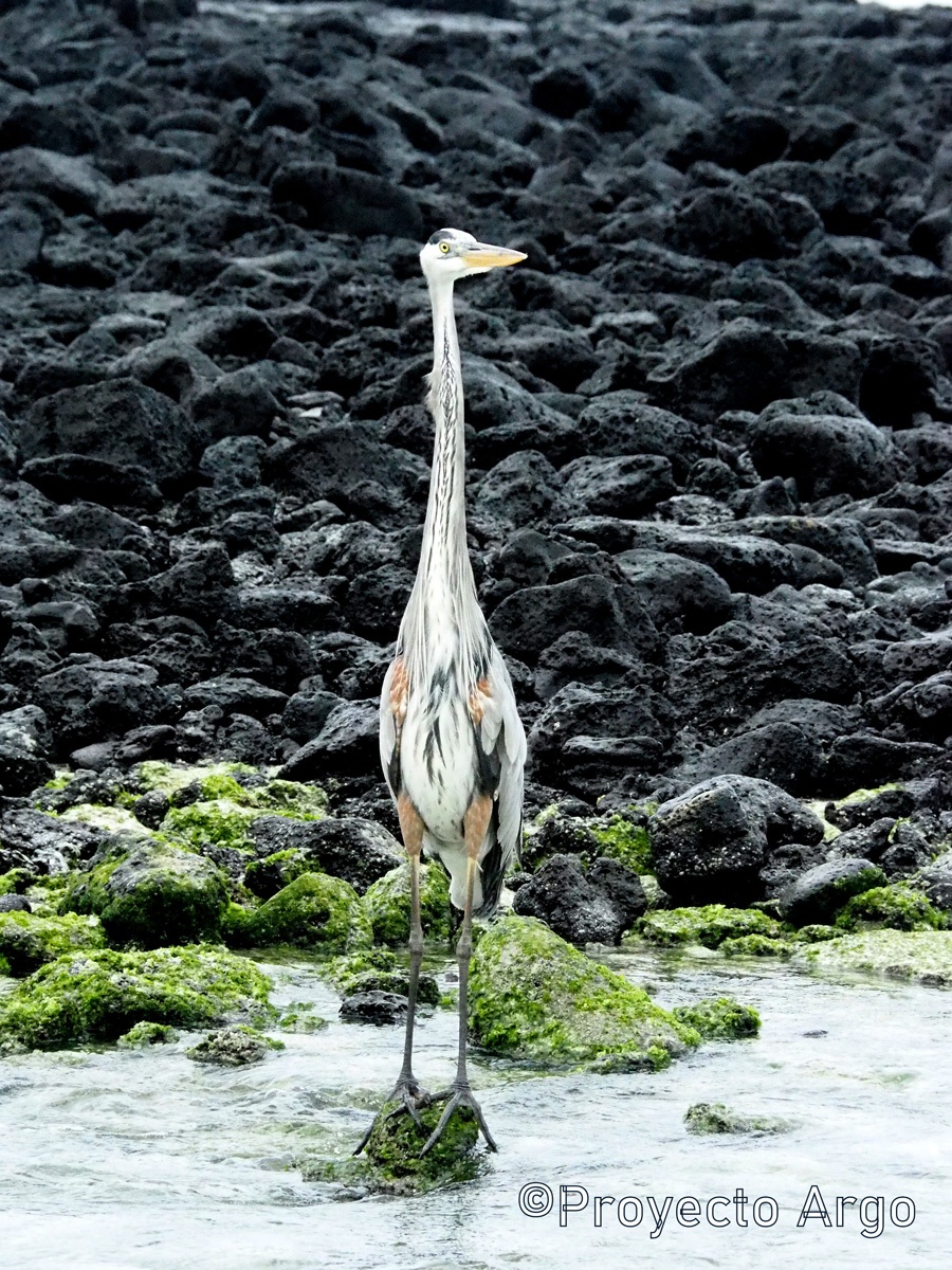 66-Galapagos